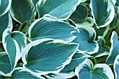 HOSTA BLUE IVORY