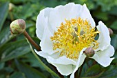 PAEONIA WHITE WINGS