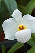 PAPHIOPEDALUM EMERSONII ARMENI WHITE