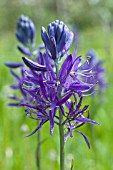 CAMASSIA QUAMASH