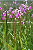 DODECATHEON PULCHELLUM