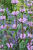 PHLOMIS TUBEROSA AMAZONE