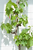 VITIS VINIFERA BUCKLAND SWEETWATER