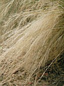 STIPA TENUIFOLIA