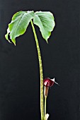 ARISAEMA SPECIOSUM