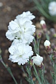 DIANTHUS ARCTIC STAR