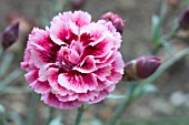 DIANTHUS SUGAR PLUM