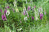 DIGITALIS PURPUREA HYACINTH FLOWERED