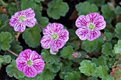 ERODIUM X VARIABILE BISHOPS FORM