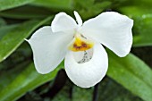 PAPHIOPEDALUM EMERSONII ARMENI WHITE