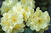 RHODODENDRON HAIDA GOLD