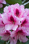 RHODODENDRON MRS G W LEAK