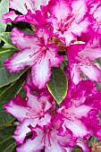 RHODODENDRON PRESIDENT ROOSEVELT