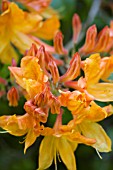 RHODODENDRON QUEEN EMMA