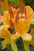 RHODODENDRON QUEEN EMMA