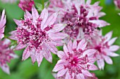 ASTRANTIA ROMA