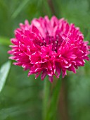 CENTAUREA CYANUS PINK BALL