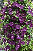 CLEMATIS ETOILE VIOLETTE