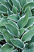 HOSTA ROYAL SPLENDOR