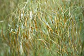 STIPA GIGANTEA