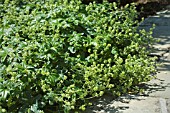 ALCHEMILLA CONJUNCTA