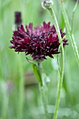 CENTAUREA CYANUS BLACK BALL