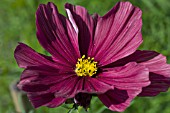 COSMOS RUBENZA