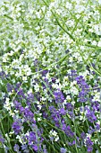 CRAMBE CORDIFOLIA & LAVANDULA HIDCOTE