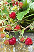 FRAGARIA ALPINA MIGNONETTE