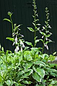 HOSTA UNDULATA ALBOMARGINATA