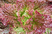 LACTUCA SATIVA GIARDINA