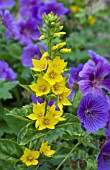 LYSIMACHIA PUNCTATA & GERANIUM X MAGNIFICUM