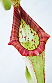 NEPENTHES MAXIMA