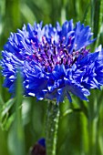 CENTAUREA CYANUS BALLS BLUE