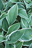 HOSTA ROYAL SPLENDOR