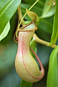 NEPENTHES VENTRICOSA