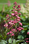 RODGERSIA CHOCOLATE WINGS