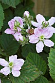 RUBUS FRUTICOSUS CHESTER