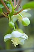 SCHISANDRA CHINENSIS