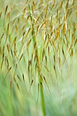 STIPA GIGANTEA