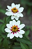 ZINNIA MARYLANDICA ZAHARA ROSE STARLIGHT