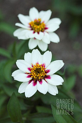 ZINNIA_MARYLANDICA_ZAHARA_ROSE_STARLIGHT