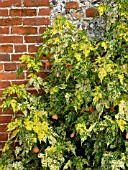 ABUTILON PICTUM THOMPSONII SHRUB