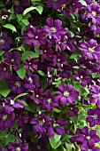 CLEMATIS ETOILE VIOLETTE