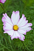 COSMOS BIPINNATUS PICOTEE