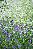 CRAMBE CORDIFOLIA & LAVANDULA HIDCOTE