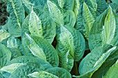 HOSTA KIWI FULL MONTY