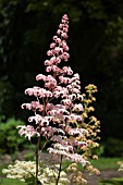 RODGERSIA PINNATA PINK FLOWERED