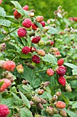 RUBUS TAYBERRY