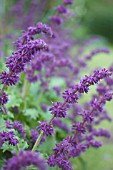 SALVIA VERTICILLATA PURPLE RAIN